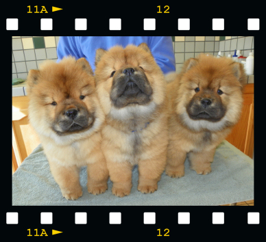 3 red roughs